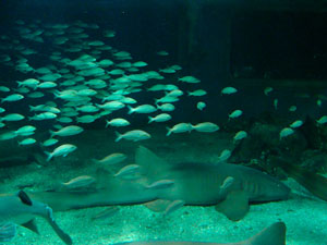 aquarios